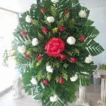 Corona Polar – Rosa