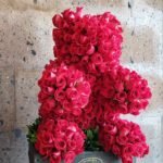 Oso de Rosas